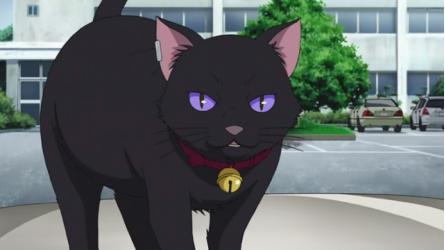 第2回 DARKER THAN BLACK（ダーカーザンブラック）キャラクター人気投票 - ランキング　－位　猫の画像