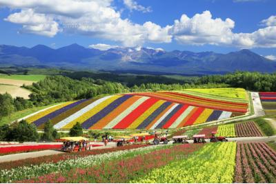北海道旅行のおすすめ観光スポット人気投票 - ランキング　－位　四季彩の丘の画像