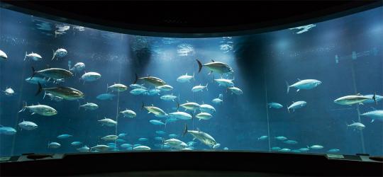 東京都旅行のおすすめ観光スポット人気投票・ランキング　－位　葛西臨海水族園の画像