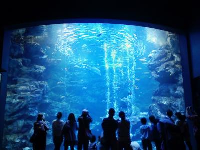 京都府旅行のおすすめ観光スポット人気投票　－位　京都水族館の画像