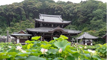 京都府旅行のおすすめ観光スポット人気投票 - ランキング　－位　三室戸寺の画像