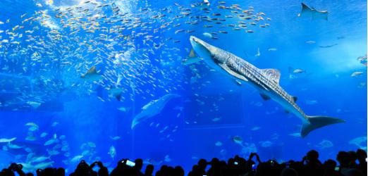 沖縄県旅行のおすすめ観光スポット人気投票・ランキング　1位　沖縄美ら海水族館の画像