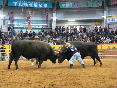 愛媛県旅行のおすすめ観光スポット人気投票　－位　宇和島市営闘牛場の画像
