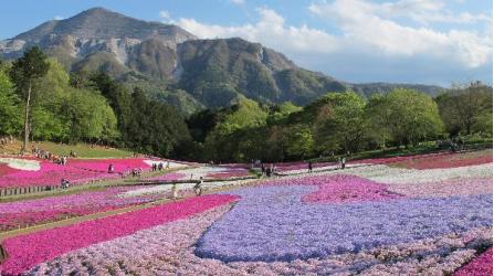 埼玉県旅行のおすすめ観光スポット人気投票・ランキング　－位　羊山公園の画像
