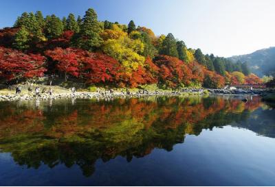 愛知県旅行のおすすめ観光スポット人気投票・ランキング　－位　カタクリ群生地の画像