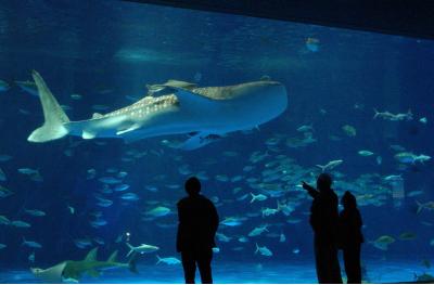 鹿児島県旅行のおすすめ観光スポット人気投票　－位　いおワールドかごしま水族館の画像