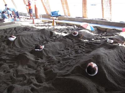鹿児島県旅行のおすすめ観光スポット人気投票 - ランキング　－位　砂むし温泉の画像