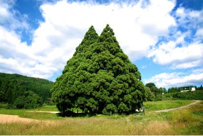 山形県旅行のおすすめ観光スポット人気投票　－位　トトロの木の画像