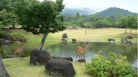 奈良県旅行のおすすめ観光スポット人気投票 - ランキング　－位　奈良公園の画像