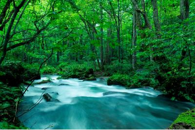 青森県旅行のおすすめ観光スポット人気投票 - ランキング　－位　奥入瀬渓流の画像