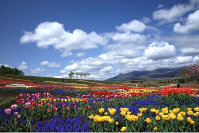 栃木県旅行のおすすめ観光スポット人気投票 - ランキング　－位　那須高原の画像