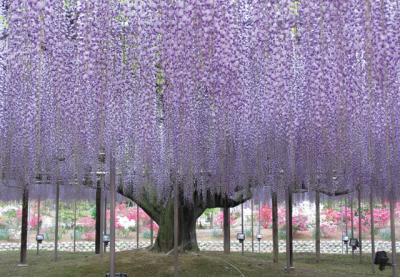 栃木県旅行のおすすめ観光スポット人気投票 - ランキング　－位　あしかがフラワーパークの画像