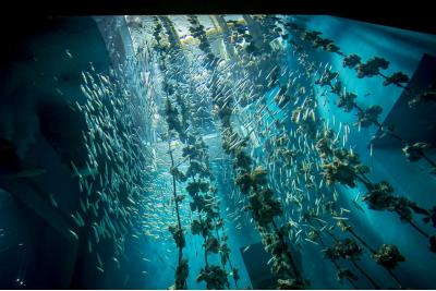 広島県旅行のおすすめ観光スポット人気投票　－位　宮島水族館の画像