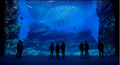 宮城県旅行のおすすめ観光スポット人気投票　－位　仙台うみの杜水族館の画像