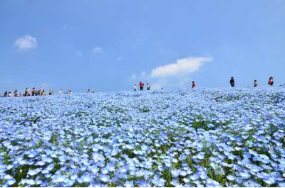 茨城県旅行のおすすめ観光スポット人気投票　1位　ひたち海浜公園の画像