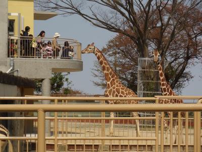 茨城県旅行のおすすめ観光スポット人気投票　－位　日立市かみね動物園の画像