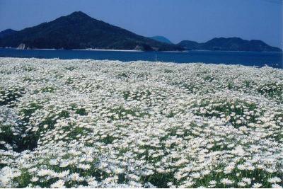 香川県旅行のおすすめ観光スポット人気投票・ランキング　－位　フラワーパーク浦島の画像