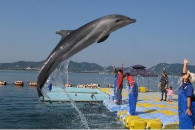 香川県旅行のおすすめ観光スポット人気投票・ランキング　－位　日本ドルフィンセンターの画像