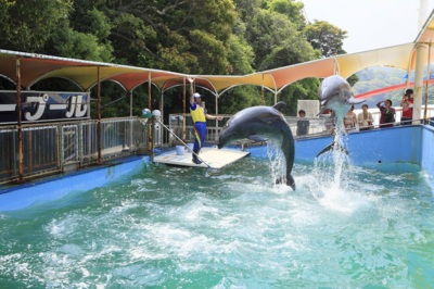 三重県旅行のおすすめ観光スポット人気投票　1位　イルカ島の画像