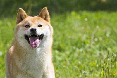 一番好きなワンコの種類はなんですか？ - 人気投票ランキング　2位　柴犬の画像