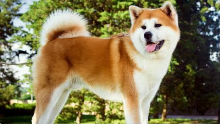 一番好きなワンコの種類はなんですか？・人気投票ランキング　2位　秋田犬の画像