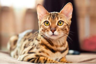 好きな猫😺の種類はなんですか？　－位　ベンガルの画像