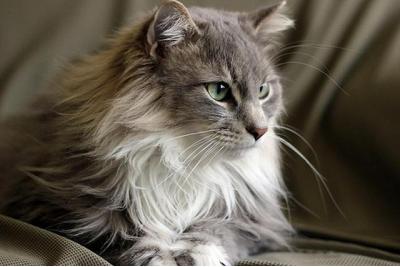 好きな猫😺の種類はなんですか？・人気投票ランキング　－位　メインクーンの画像