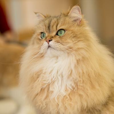 好きな猫😺の種類はなんですか？・人気投票ランキング　－位　ペルシャの画像