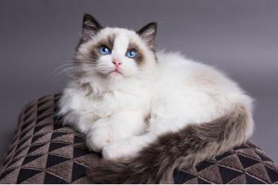好きな猫😺の種類はなんですか？・人気投票ランキング　1位　ラグドールの画像
