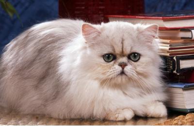 好きな猫😺の種類はなんですか？・人気投票ランキング　－位　チンチラの画像
