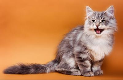 好きな猫😺の種類はなんですか？・人気投票ランキング　－位　サイベリアンの画像