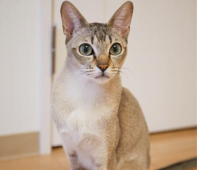 好きな猫😺の種類はなんですか？・人気投票ランキング　－位　シンガプーラの画像