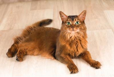 好きな猫😺の種類はなんですか？・人気投票ランキング　5位　ソマリの画像
