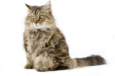 好きな猫😺の種類はなんですか？・人気投票ランキング　－位　ラガマフィンの画像